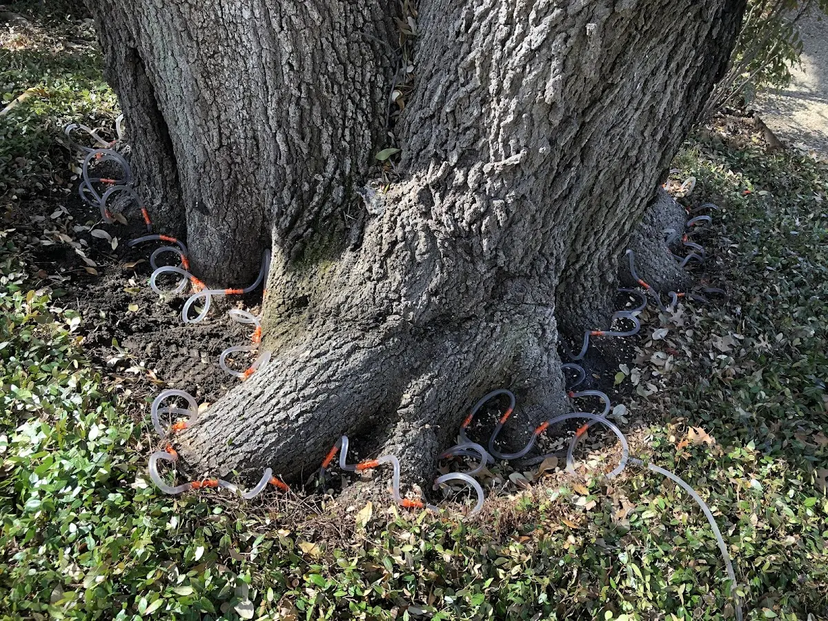 Detailed Tree Cabling and Bracing job site in Revelo