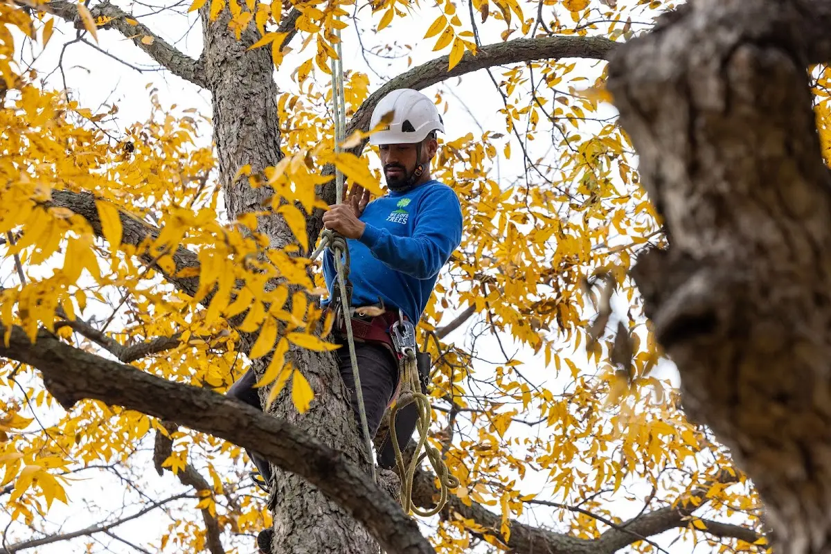 Skilled Storm Damage Cleanup crew working in Revelo