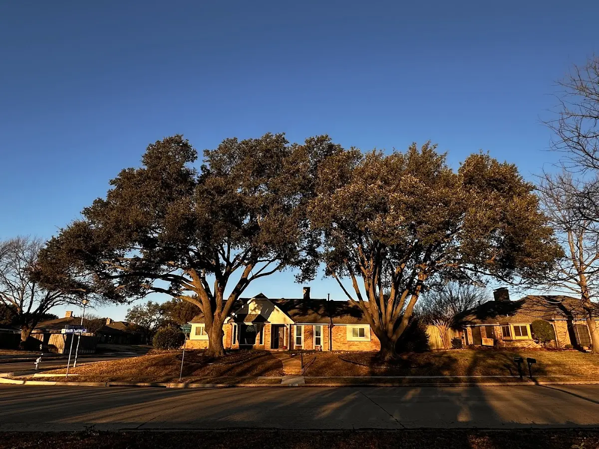 Established residential canopy tree shading a home in Revelo